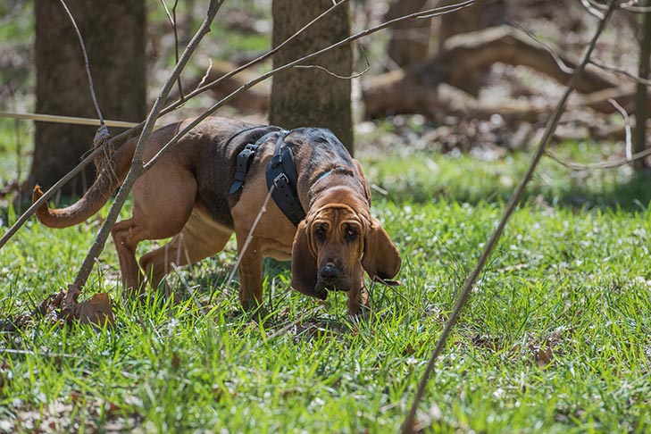 تصویر بلادهاند (Bloodhound)